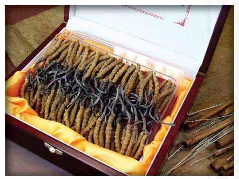 台安冬虫夏草回收